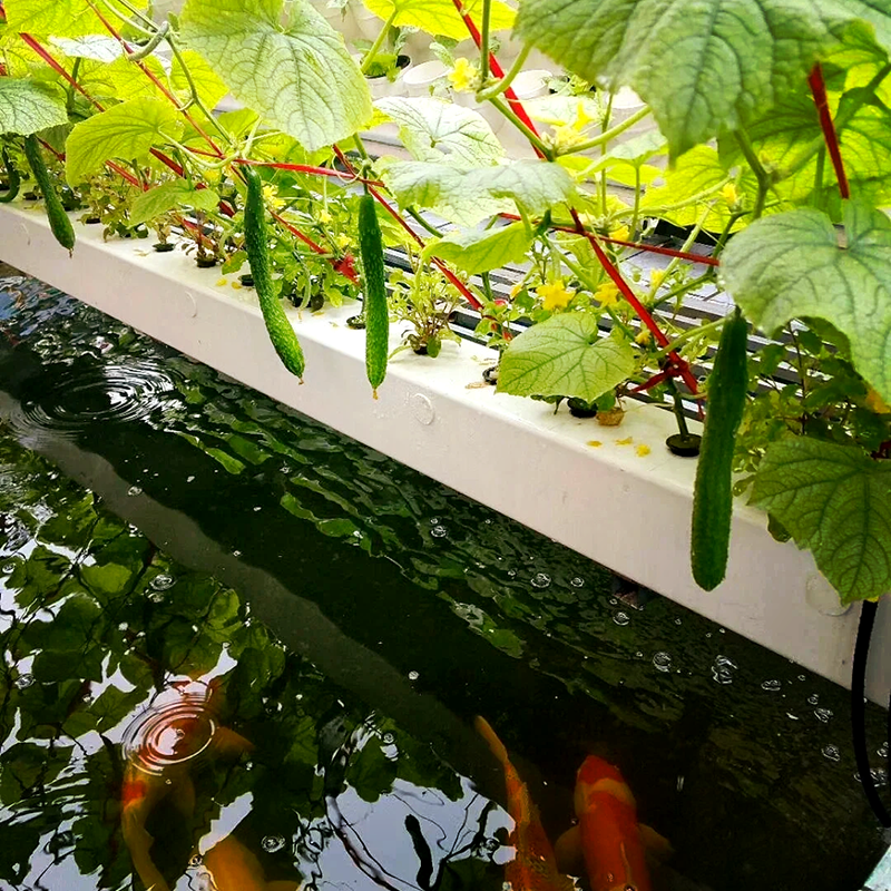 龙岩市水培蔬菜鱼菜共生 - 价格